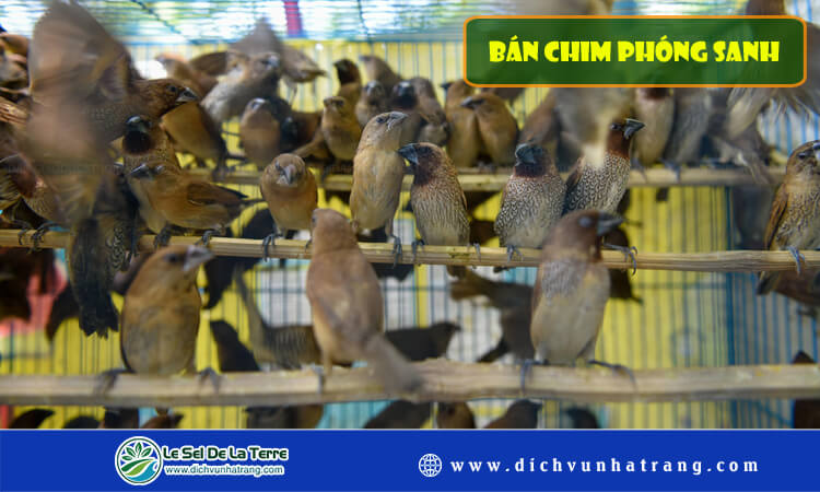 Bán chim phóng sanh