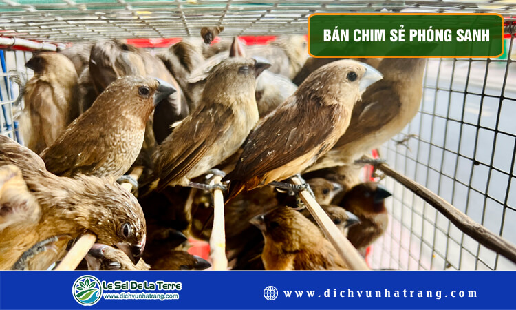 Bán chim sẻ phóng sanh 
